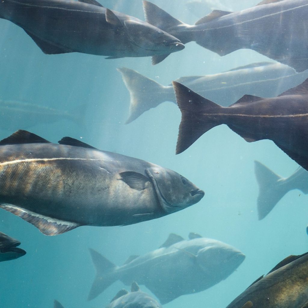 High performance doesn’t always mean things are going well. A recent study on salmon is a good reminder that more activity isn’t always a reliable signal.
