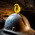 Burnout - canary in coalmine
